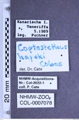 Etiketten zu Coptostethus hayeki (Cobos, 1969) (NHMW-ZOO-COL-0007078)